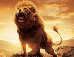 BÀI HỌC KINH NGHIỆM TỪ SƯ TỬ CHO CÁC TRADER